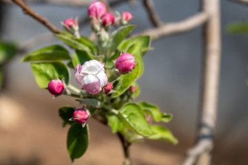Apple Tree Spring Blossom