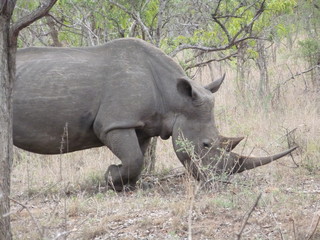 Fototapeta premium Kruger Nationalpark