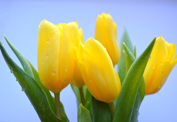 yellow flowers tulips with water drops on a blue background. beautiful floral composition. minimal art
