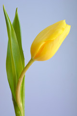  Yellow tulip with drops of dew .Gentle and bright flower arrangement. Minimal art 