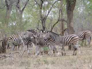 Fototapeta na wymiar Kruger Nationalpark