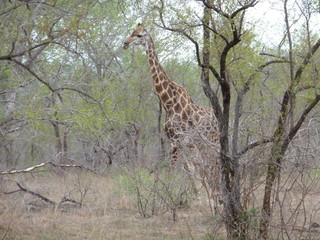 Kruger Nationalpark