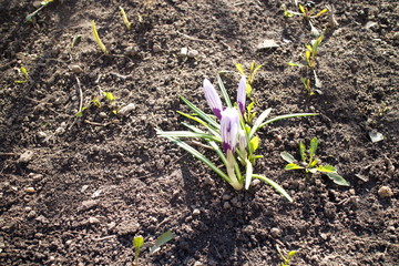 spring flower on black ground