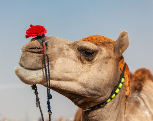 Indian camels at the Pushkar fair