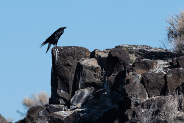Common Black Raven Resting on the Rocky Canyon Ledge