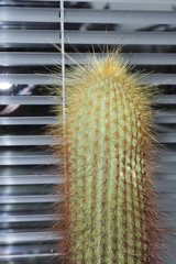 Cactus peludo