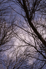 silhouette of tree with blue sky in background