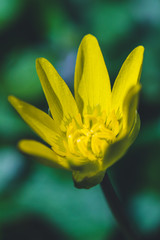 Yellow blooming buttercup on a sunny spring forest glade
