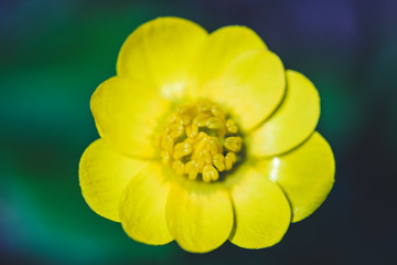 Yellow blooming buttercup on a sunny spring forest glade