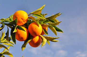 yellow oranges on a branch against the blue sky