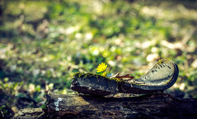  Sole of an old broken shoe on a sunny forest glade