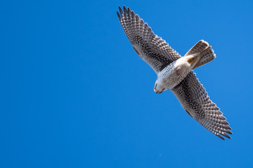 Prairie Falcon Soaring High in a Blue Sky