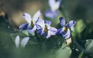  Lilac tender forest violet in the spring forest