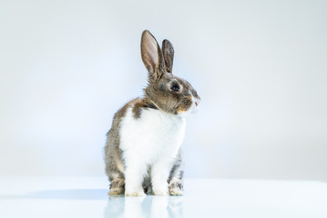 Cute little bunny rabbit on white blue background. Small white and gray rabbit isolated on white background. Easter symbol. Beautiful lovely pet. 