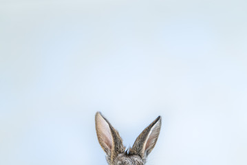 Rabbit ears on the white blue background. Easter bunny ears background. Adorable baby rabbit. Cute and fluffy