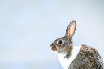 Cute little bunny rabbit on white blue background. Small white and gray rabbit isolated on white background. Easter symbol. Beautiful lovely pet. 