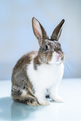 Cute little bunny rabbit on white blue background. Small white and gray rabbit isolated on white background. Easter symbol. Beautiful lovely pet. 