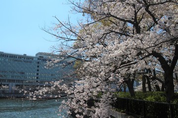 大阪の桜並木