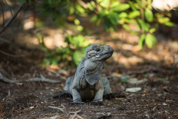 closeup lizard Iguana sits under a bush and looks