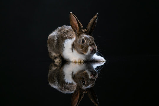 Easter bunny rabbit on the black background. Easter holiday concept. Cute rabbit in hay near dyed eggs.  Adorable baby rabbit.  Spring and Easter decoration. Cute fluffy rabbit and painted eggs.