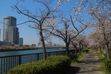 大阪の桜並木