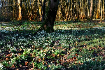 Swathe of Spring Snowdrops