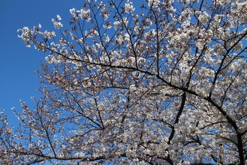 大阪の桜並木