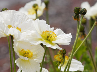 Fleurs de Pavots d'Islande ou pavots nudicaules aux pétales de couleur blanc (Papaver nudicaule)