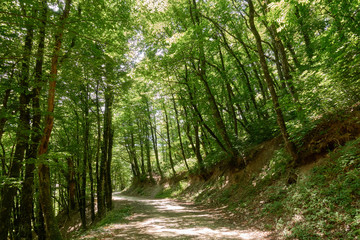 Dirt road in dense green forest