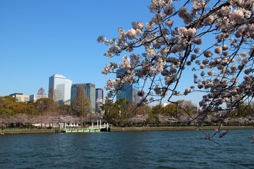 大阪の桜並木