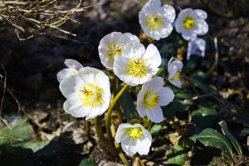 Christmas rose in the spring sun