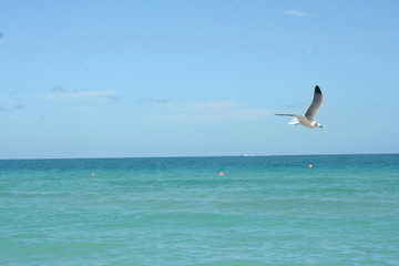 Seagull over the ocean