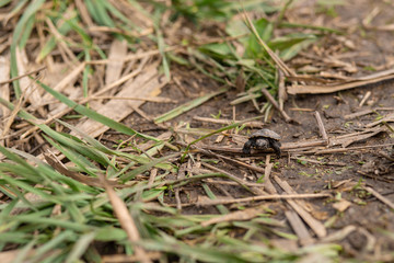 little newborn turtle crawling to the river