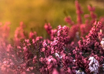 wrzosiec liliowy w ogrodzie wieczorem © Henryk Niestrój