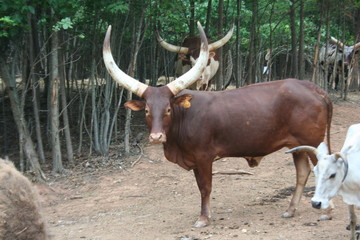 Long Horns