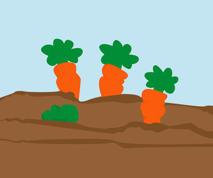 Cartoon garden bed with carrots, vector illustration