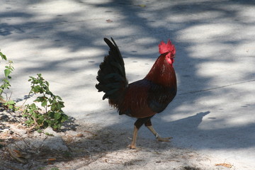Rooster