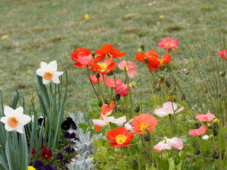 Papaver nudicaule - Pavots d'Islande ou pavots nudicaules