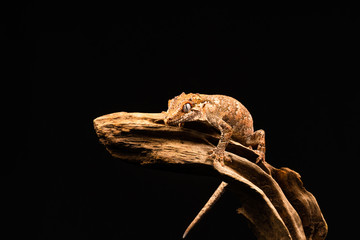 Obraz premium Gekon gargulec (Rhacodactylus auriculatus) lub nowokaledoński gekon wyboisty to gatunek gekona występujący tylko na południowym krańcu wyspy Nowa Kaledonia.