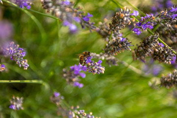 pszczoła miodna na kwiatach lawendy - obrazy, fototapety, plakaty
