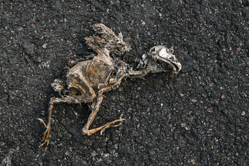 dried bird corpse on asphalt