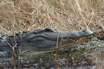 alligator in everglades