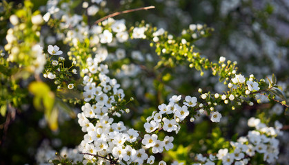White small flowers of flowering herbaceous spirea shrub Spiraea arguta, or Bridal Wreath