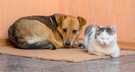 Naklejka na ściany i meble The dog and the cat are lying on the carpet together. Dog and cat are friends_