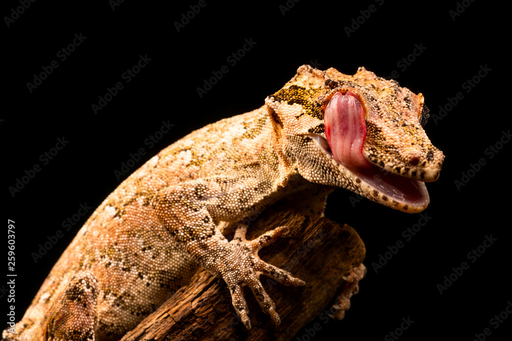 Wall mural Gargoyle gecko (Rhacodactylus auriculatus) or New Caledonian bumpy gecko is a species of gecko found only on the southern end of New Caledonia island.