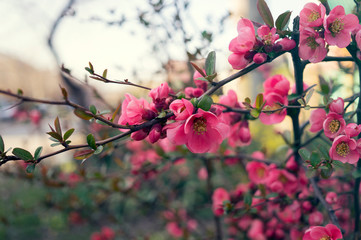 Fototapeta na wymiar Shrub of japanese quince (Chaenomeles). Pink flowers on branches. 