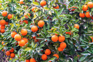 Summer background.Orange tree . Moroccan Oranges Oranges tree