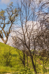 Obraz premium Trees of the Forest