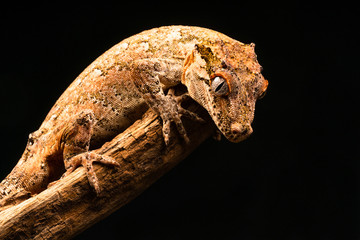 Gargoyle gecko (Rhacodactylus auriculatus) or New Caledonian bumpy gecko is a species of gecko found only on the southern end of New Caledonia island.