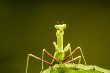 African lined mantis (Sphodromantis lineola) or African praying mantis, is a species of praying mantis from Africa - closeup with selective focus.